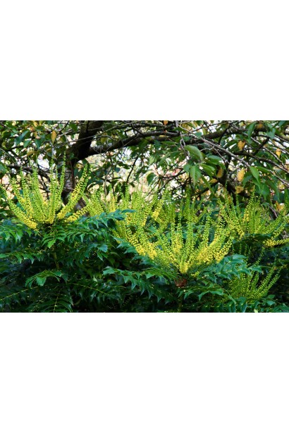 Декоративний чагарник магонія Charity у садовій композиції.